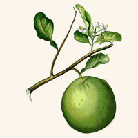 Lime Zest